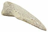 Dinosaur (Thescelosaurus) Toe Ungual (Claw) - Montana #245867-1